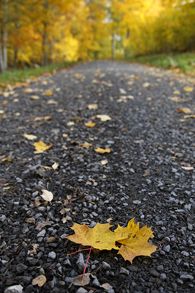 skog