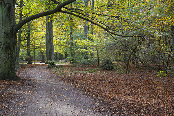 skog