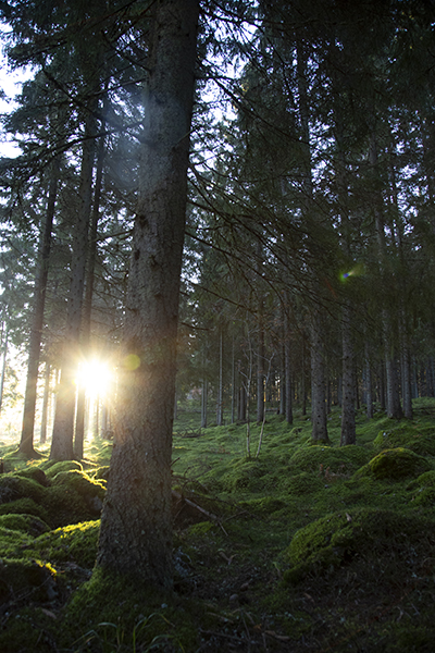 skog