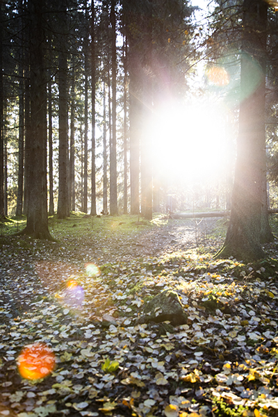 skog