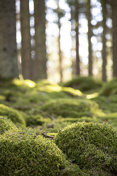 skog