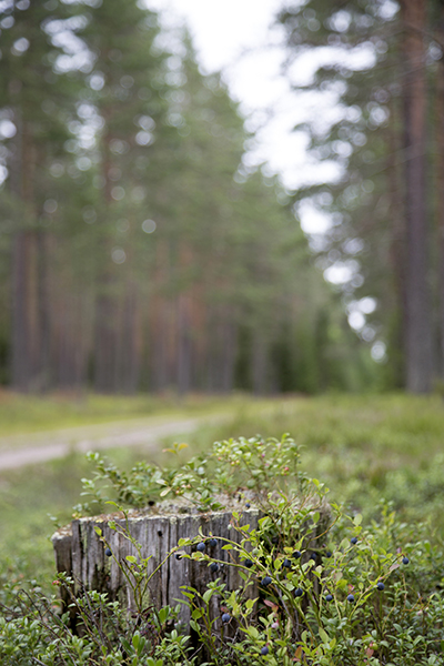 skog