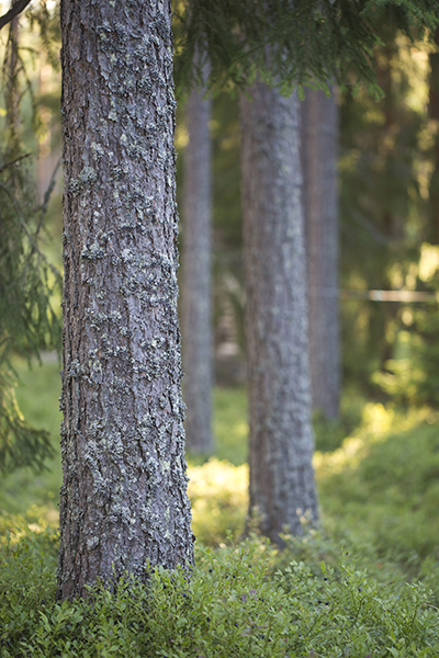 skog