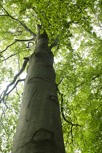 skog