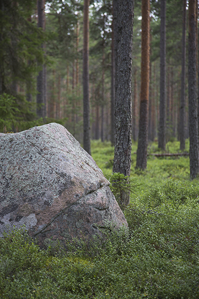 skog